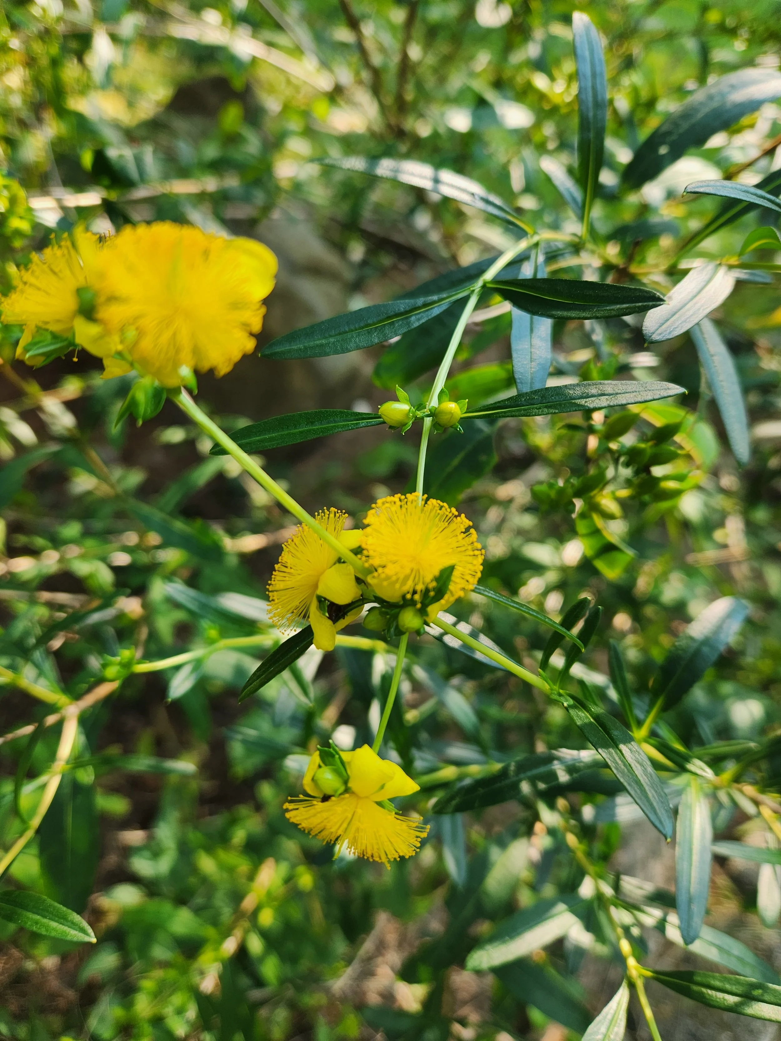 Native Plants Sold by Echo — EchoNativePlants